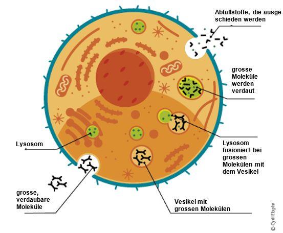 Zelle mit gesunden Lysosomen